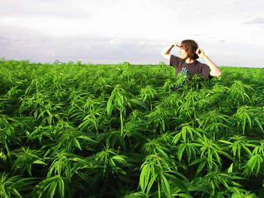Чехия начинает выращивать легальную марихуану
