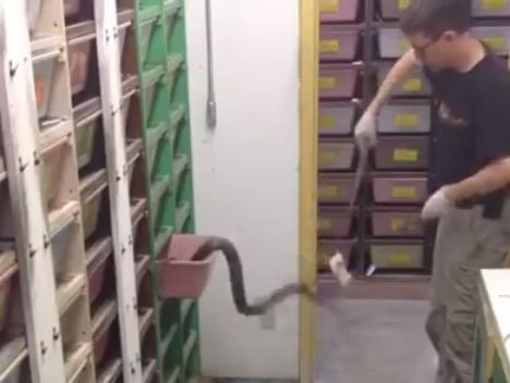Работнику серпентария пришлось уворачиваться от змей, которых он пытался покормить. Видео