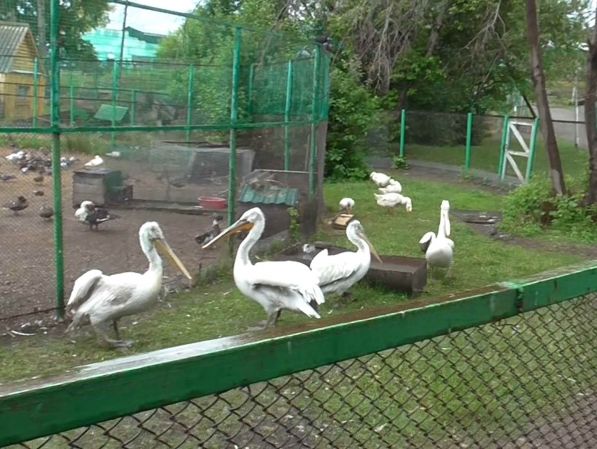В России двое мужчин ради шашлыка в зоопарке убили птиц, занесенных в Красную книгу