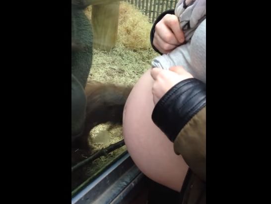 Орангутан умилился от вида беременной женщины. Видео