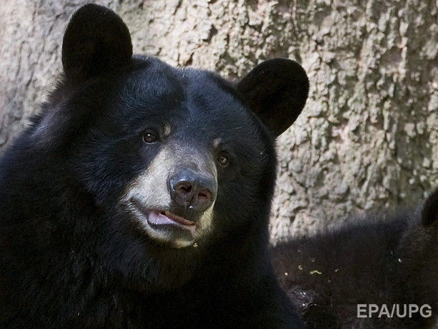 На Аляске медведь убил 16-летнего бегуна, когда тот остановился написать смс