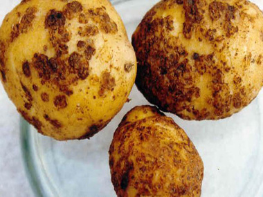 Россельхознадзор запретил ввоз в Россию 60 тонн украинского картофеля