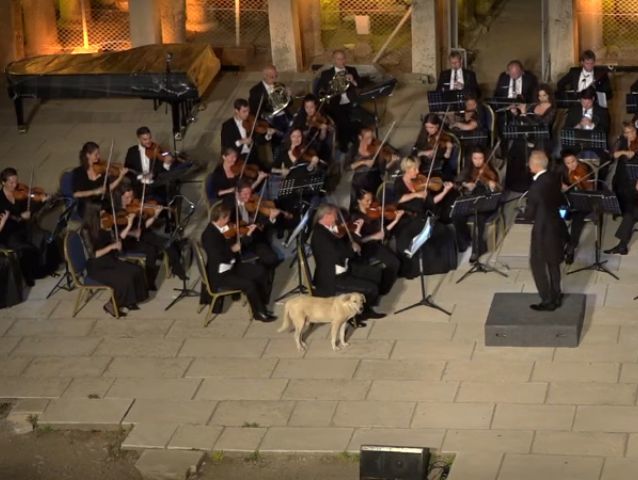 На фестивале в Турции собака вышла на сцену во время выступления Венского камерного оркестра. Видео
