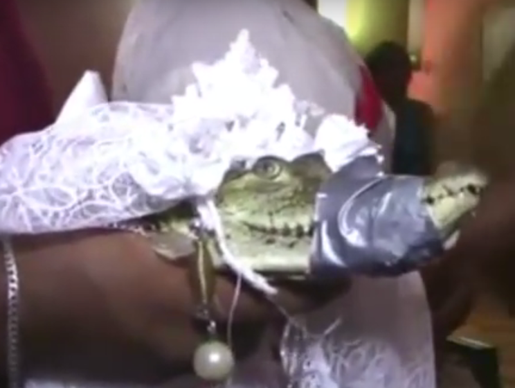 Мэр мексиканского города женился на крокодиле. Видео