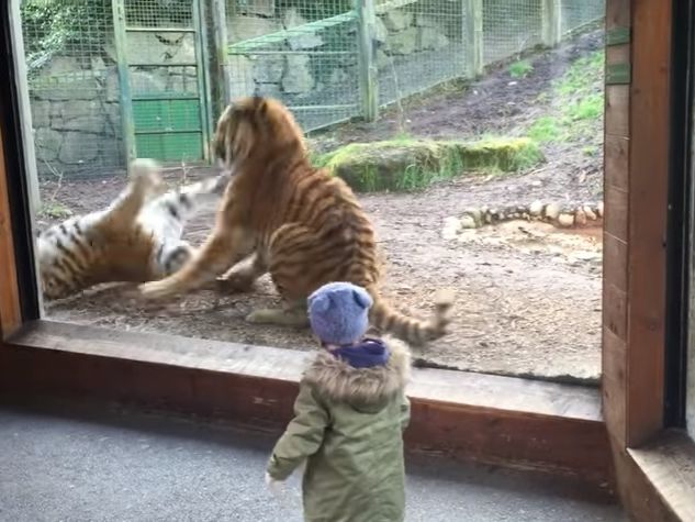 В Дублинском зоопарке тигры подрались из-за того, что один из них подкрался к дремлющему товарищу. Видео