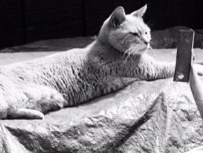 На Аляске умер кот, которого называли мэром города