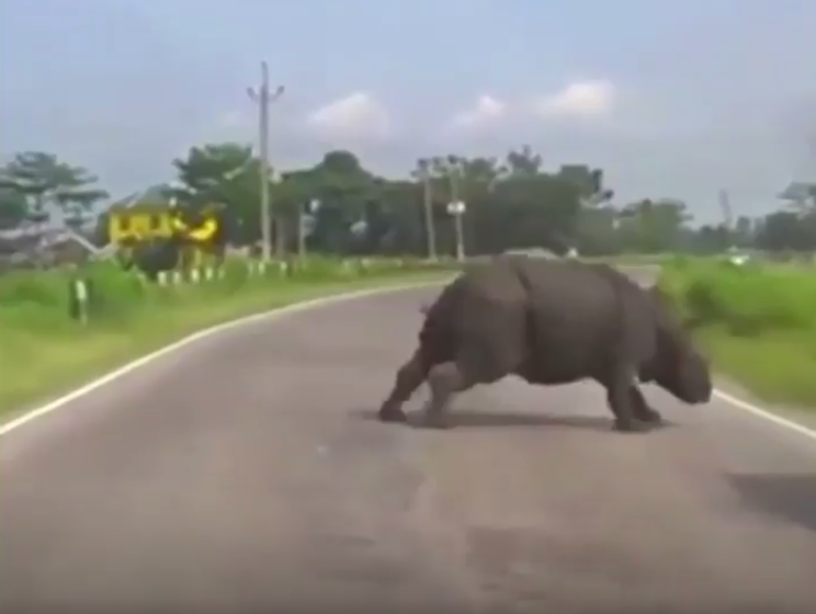 Носорог, пробежавшийся по трассе в Индии, набирает популярность в сети. Видео