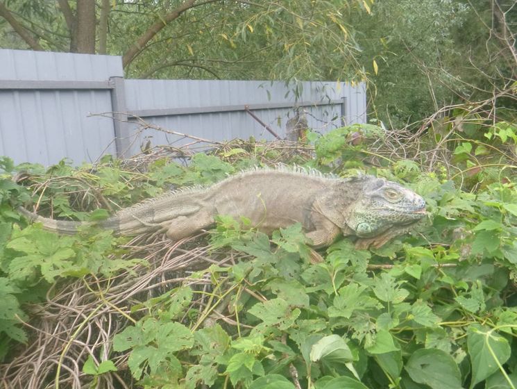﻿У селі під Києвом знайшли ігуану, яка оселилася на городі місцевої жительки і знищила урожай кабачків