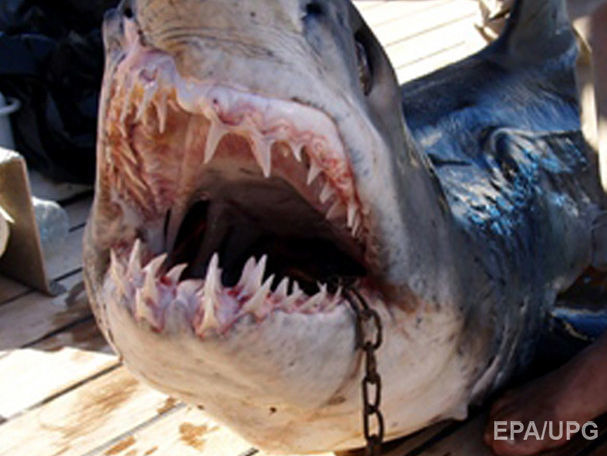 ﻿У Єгипті українець урятував австрійську туристку, на яку напала акула