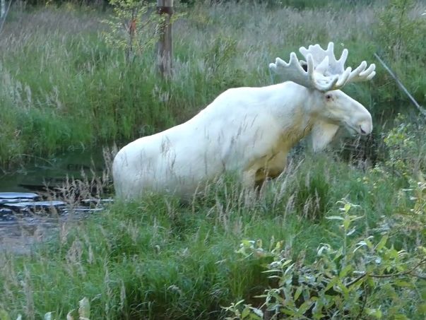 ﻿У Швеції очевидець зміг записати на камеру білого лося. Відео
