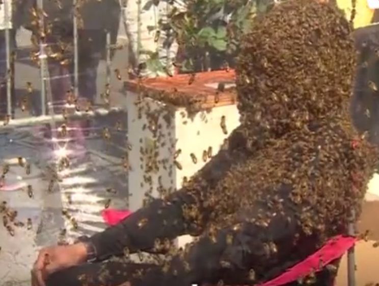 ﻿У Торонто встановили новий рекорд Гіннеса щодо розміру бороди із бджіл. Відео