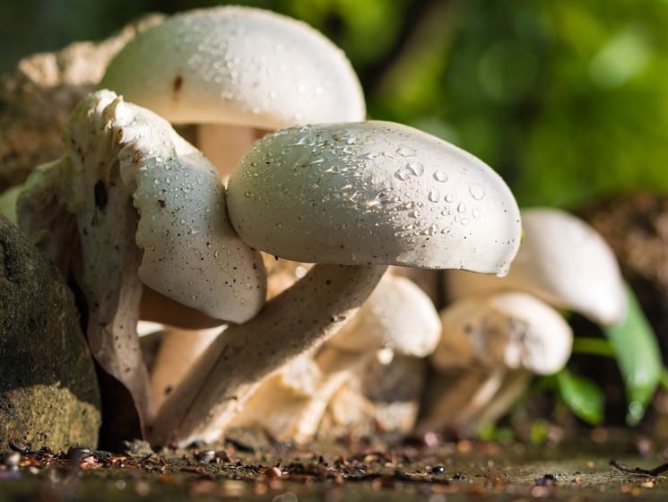 В Ивано-Франковской области девять человек отравились грибами