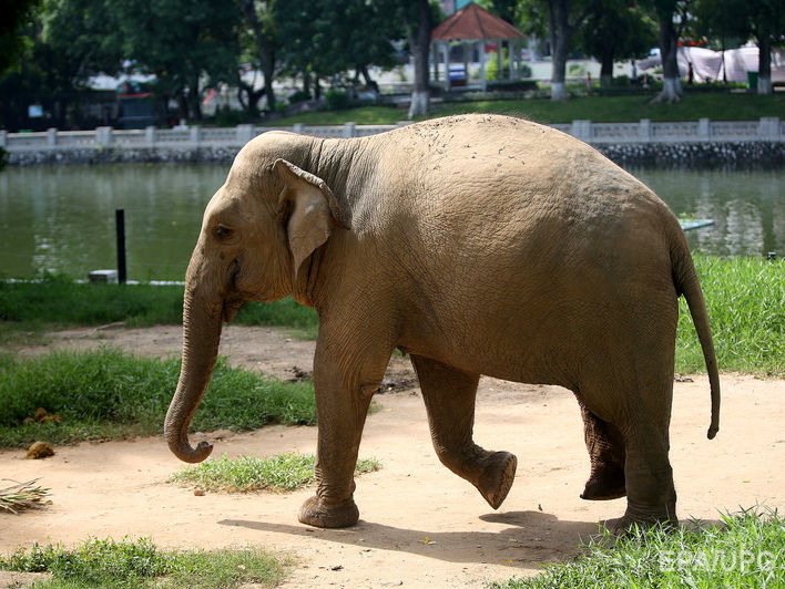 В Бангладеш дикие слоны напали на лагерь для беженцев и растоптали четырех человек