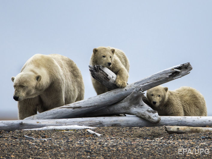 В России около 20 белых медведей осели у чукотского селения