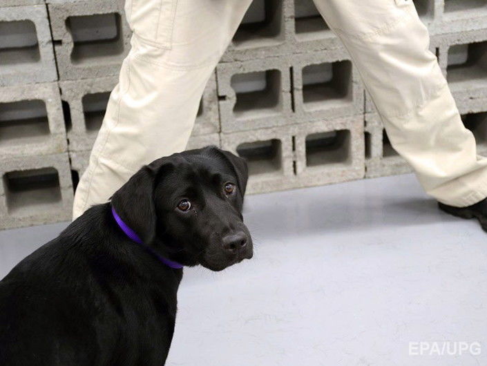 ﻿ЦРУ звільнило службову собаку, яка утратила інтерес до роботи