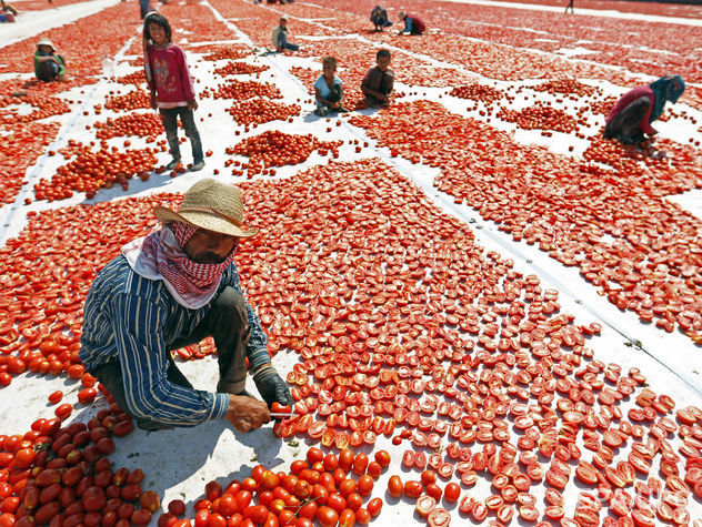 Россия сняла ограничения на ввоз помидоров из Турции