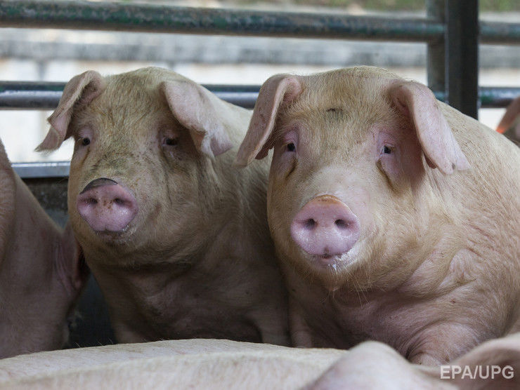 Россия расширила продовольственное эмбарго и запретила импорт свинины из ряда стран Запада и Украины