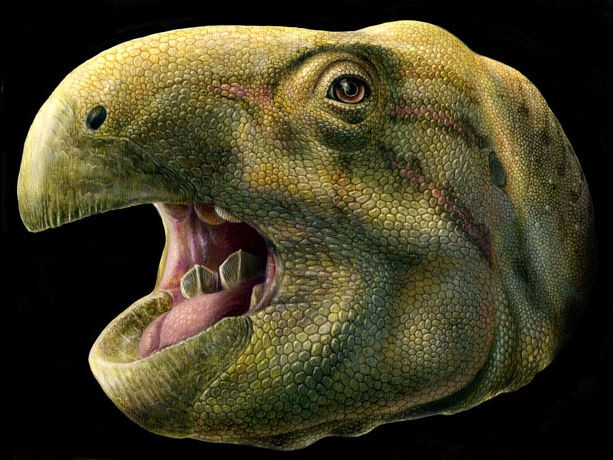 Во Франции нашли новый вид травоядных динозавров