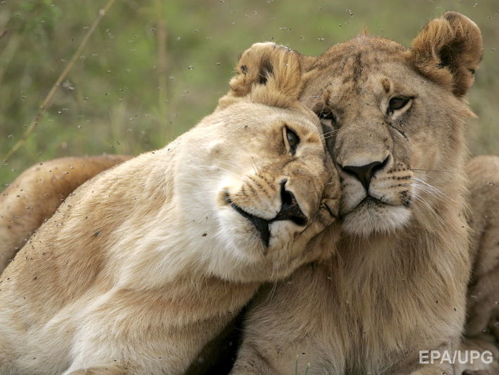 Кенийский чиновник уверен, что геи &ndash; посетители заповедника могли "научить" львов гомосексуальности