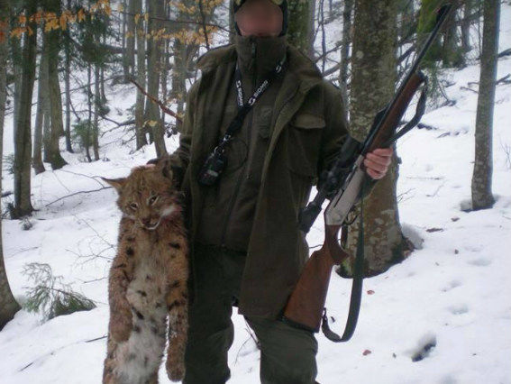Лесничий в Закарпатье убил краснокнижную рысь, Гослесагентство начало служебное расследование