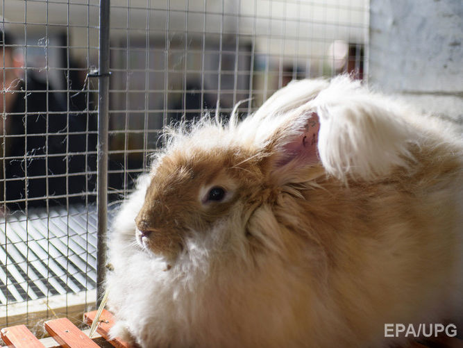 В Дании в однокомнатной квартире обнаружили 46 кроликов