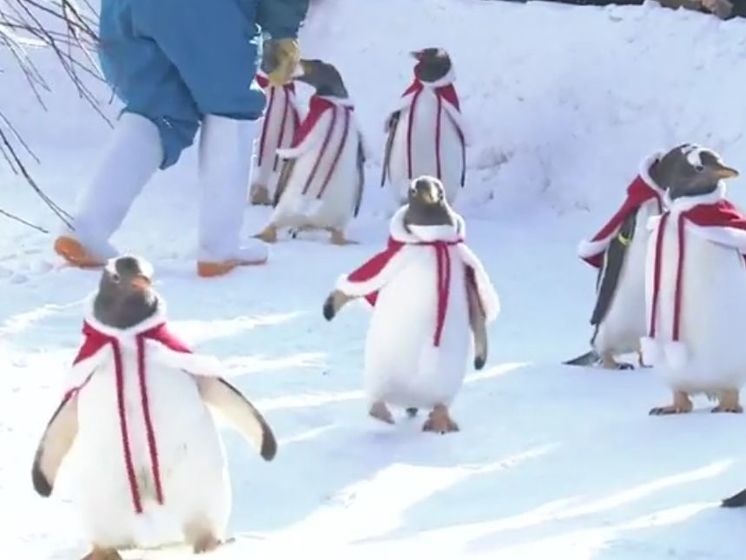 В китайском зоопарке пингвинов нарядили Санта-Клаусами. Видео