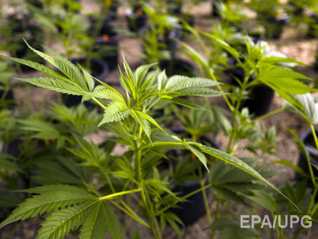 Австралия легализовала экспорт медицинской марихуаны