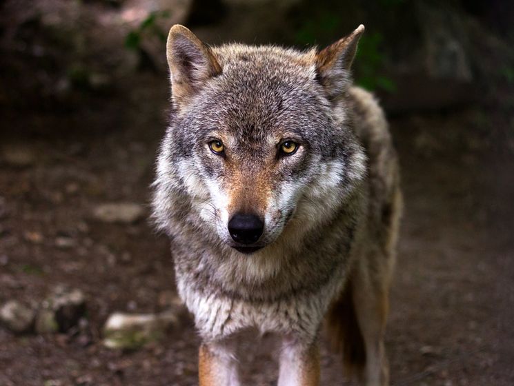 В Черниговской области волчица напала на людей, есть пострадавшие