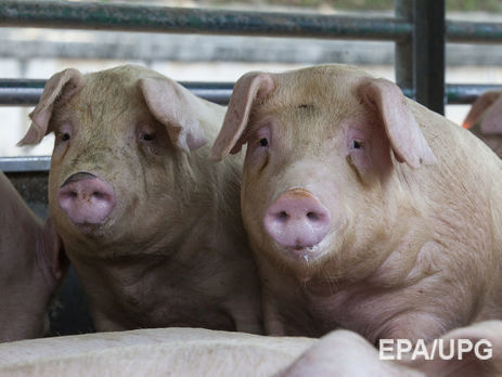 В Минэкономразвития России заявили, что Евросоюз может поднять пошлины для российских товаров в ответ на запрет импорта свинины