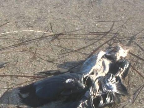 Причиной массовой гибели птиц в Херсонской области стал пастереллез – Госпродпотребслужба