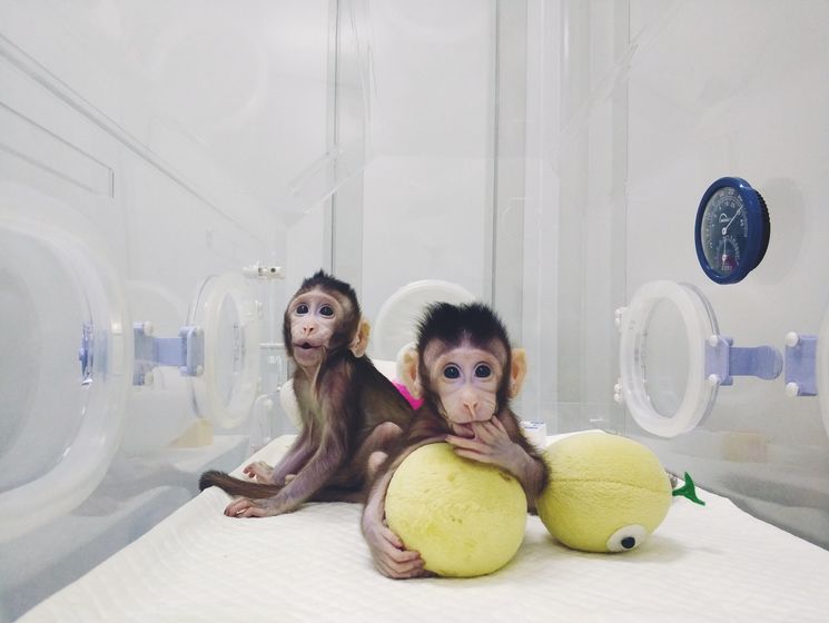 В Китае объявили об успешном клонировании обезьян