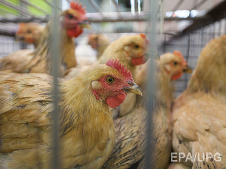 В Китае выявлен первый случай заражения птичьим гриппом H7N4