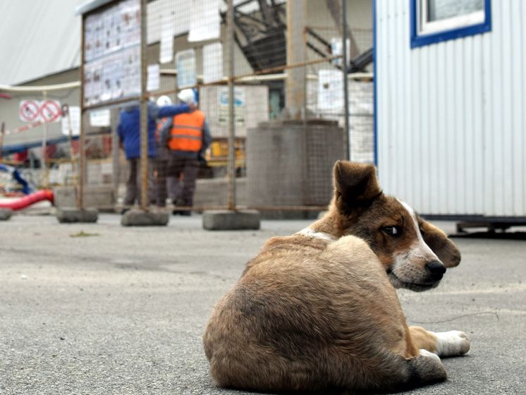 Американский фонд поможет бездомным собакам на территории Чернобыльской зоны отчуждения