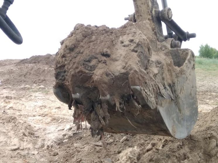 Бизнесмена в Киевской области задержали по подозрению в создании птичьего могильника. СМИ сообщили, что это экс-нардеп от Партии регионов Сигал