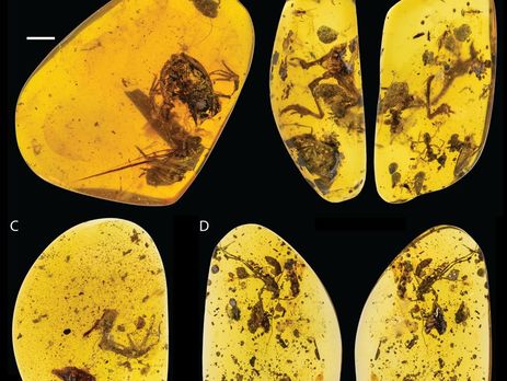 Останки лягушки возрастом 99 млн лет отыскали в янтаре