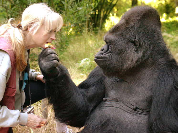 ﻿У США померла горила Коко, яка знала мову жестів