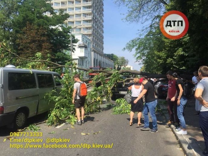 В Киеве на Грушевского дерево упало на автомобили