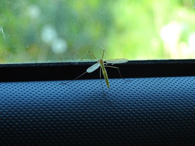 ﻿Як відігнати комарів за допомогою рослин