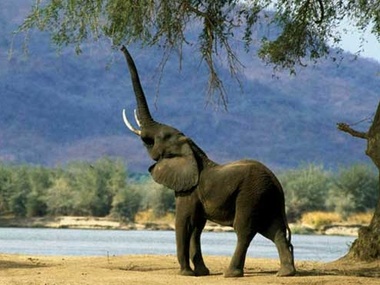 Африканские слоны – под угрозой исчезновения