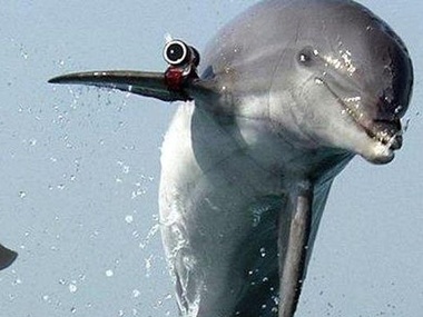 На Херсонщине готовы приютить боевых дельфинов из оккупированного Крыма