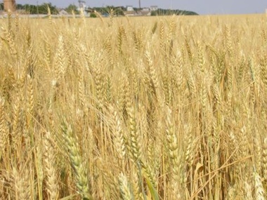 Россия продает крымское зерно в Саудовскую Аравию