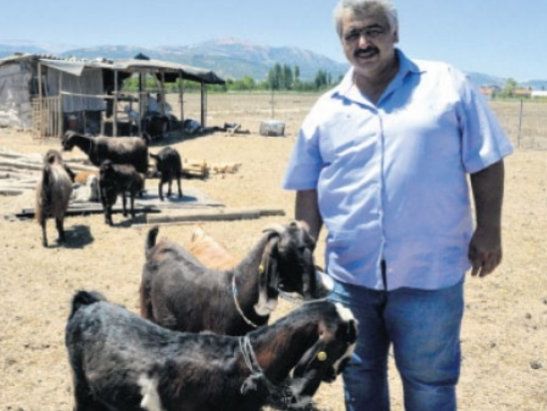 ﻿У Туреччині футбольний клуб на виручені від продажу футболістів гроші купив кіз
