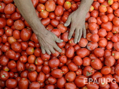 Россельхознадзор посоветовал Крыму не закупать помидоры из Одессы и Херсона