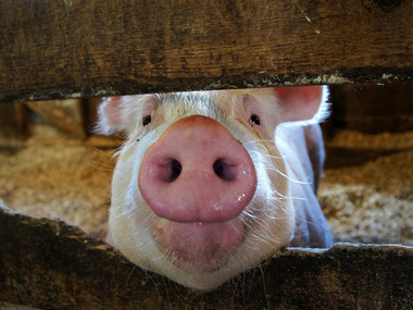 Минагропрод планирует запретить ввоз свинины из Польши и России, где зафиксирована вспышка заболевания африканской чумой