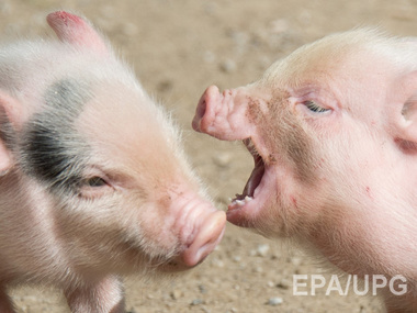 Украина запретила ввоз свинины из Польши из-за африканской чумы