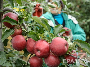Еврокомиссия призывает Россию ответить за запрет ввоза польских овощей и фруктов