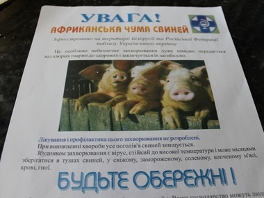 В Черниговской области обнаружили африканскую чуму свиней
