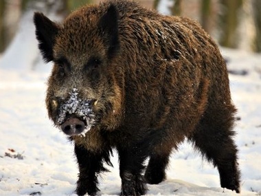 В Луганской области обнаружена африканская чума свиней