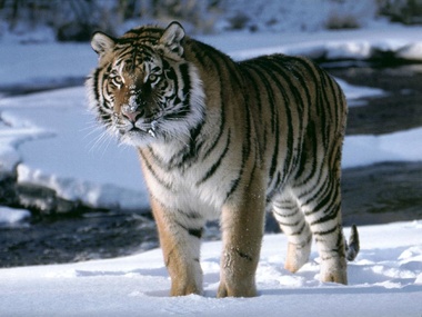 Из России в Китай ушел второй за два месяца амурский тигр