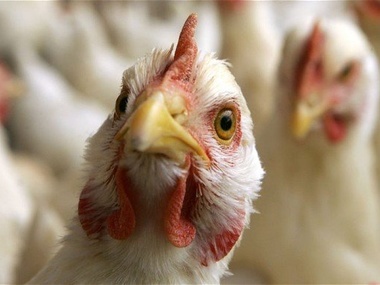 В Нидерландах обнаружили птичий грипп